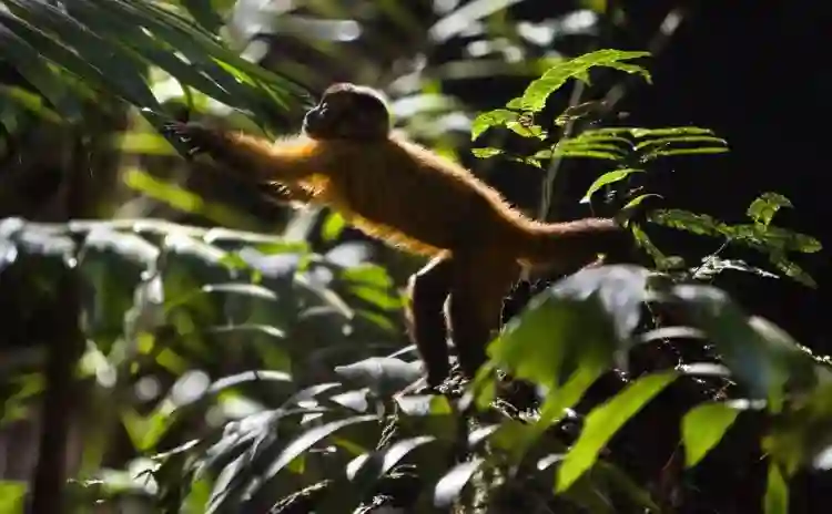 00 amazonia papo de cinema e1571015453976