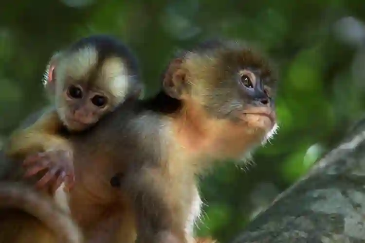 20191013 amazonia papo de cinema