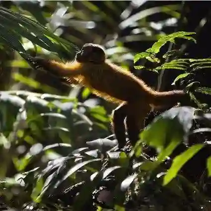 20141010 amazonia papo de cinema 08 e1412967007253