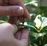 20150709 homemformiga3 e1436542858354