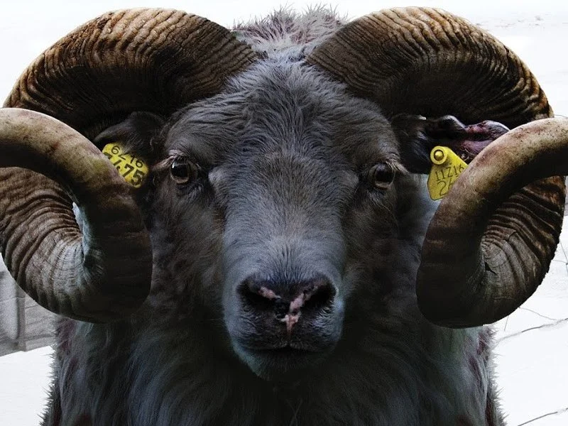 20260309 a ovelha negra papo de cinema 800