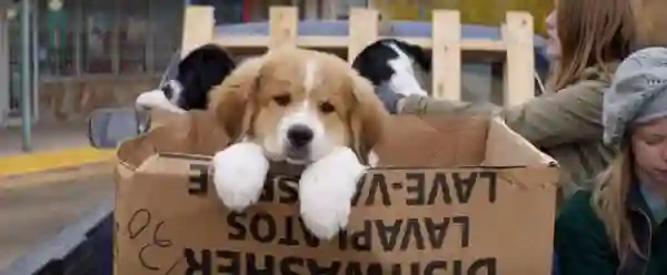 Sessão da Tarde :: Quatro Vidas de um Cachorro, filme de hoje (12/02), enfrentou polêmicas antes de seu lançamento 3 Sessão da Tarde (02/12/2025): Quatro Vidas de um Cachorro (2017)