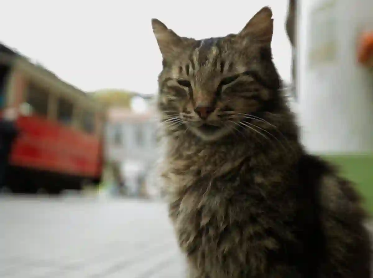 20170629 gatos papo de cinema banner 1 e1498746399867