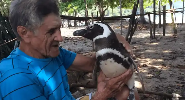 Diretor de Pequeno Segredo fará filme sobre o pinguim Dindim 2 20180620 dindim papo de cinema