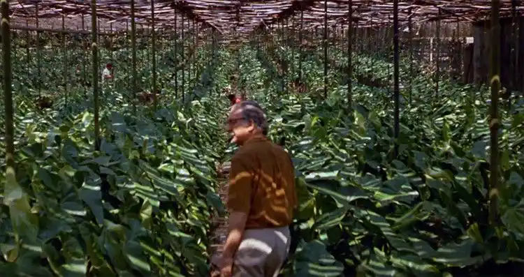 20181016 filme paisagem papo de cinema 2