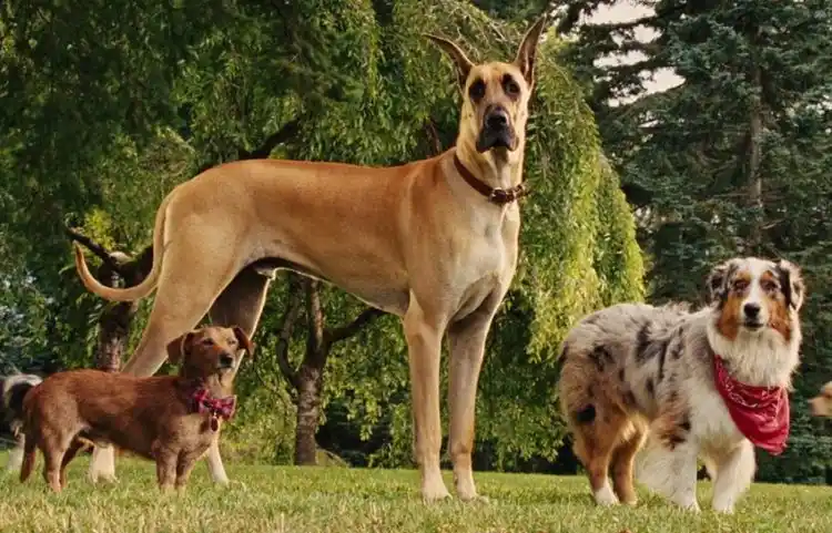 20190422 marmaduke 01 papo de cinema e1555960353609