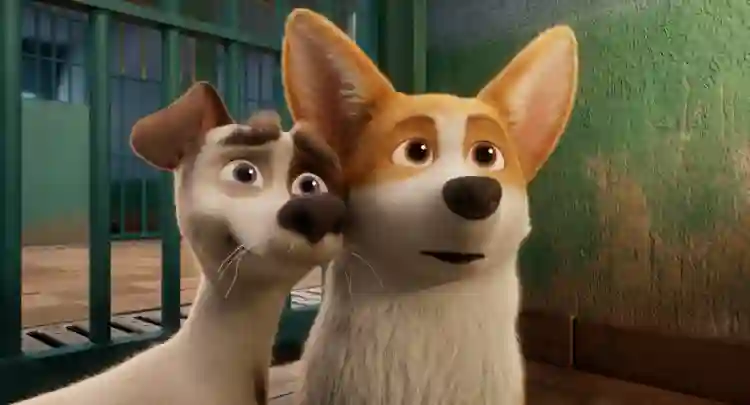 20190521 corgi top dog papo de cinema 2