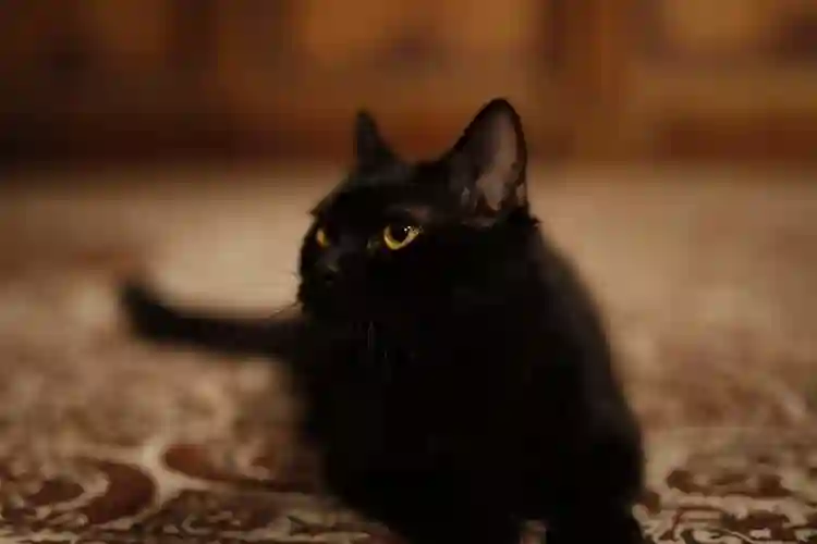 20190522 o mistrio do gato chins papo de cinema 2