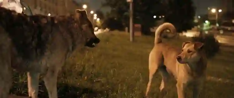 20191001 ces do espao papo de cinema 3
