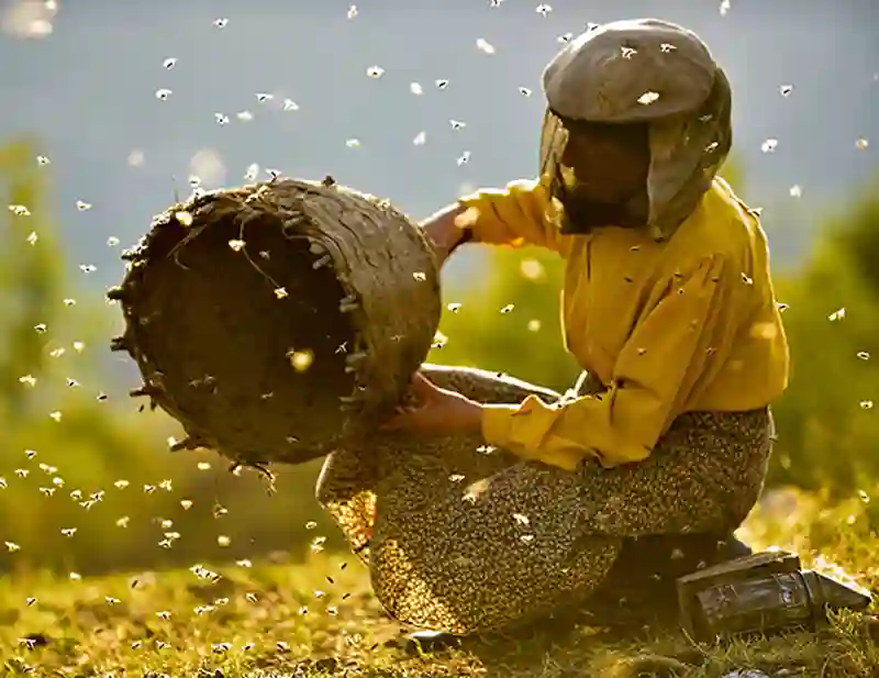 20191016 honeyland papo de cinema 800