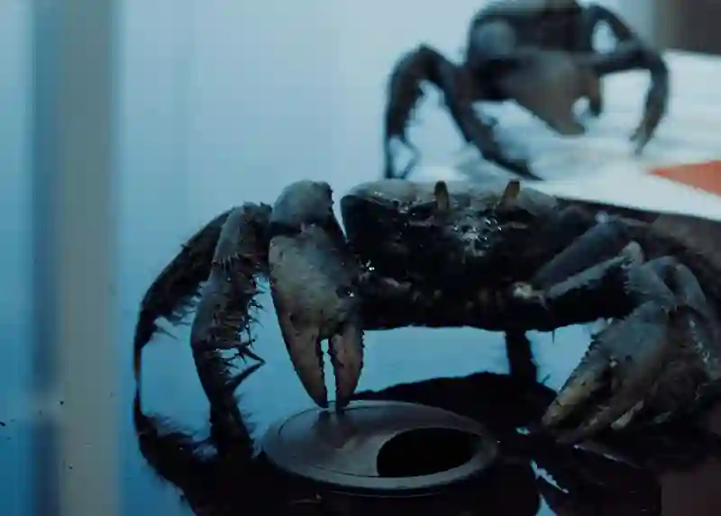 20191122 caranguejo rei papo de cinema 800