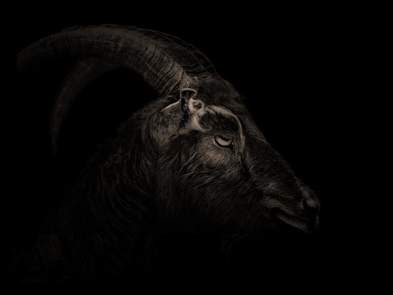 black phillip: Terror e Ficção - Opostos se encontram?