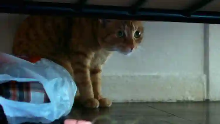 20201029 gato na parede papo de cinema 1