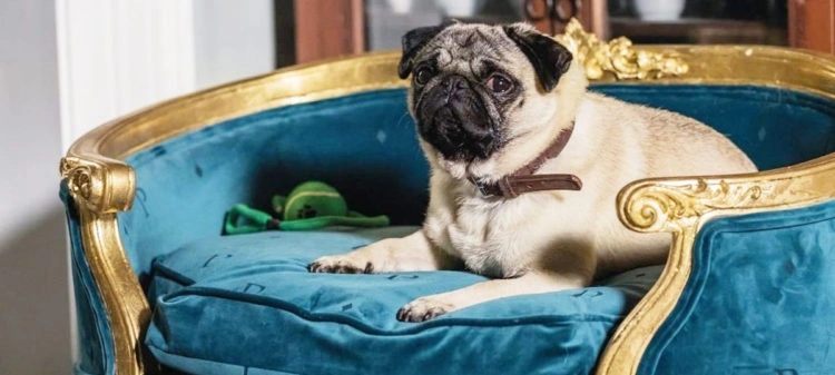 Sessão da Tarde :: Um pug de herança? Conheça Patrick, filme desta segunda (19/10) 2 Sessão da Tarde :: Patrick
