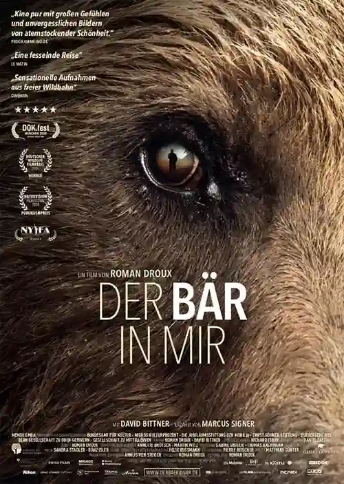 Como Um Urso
