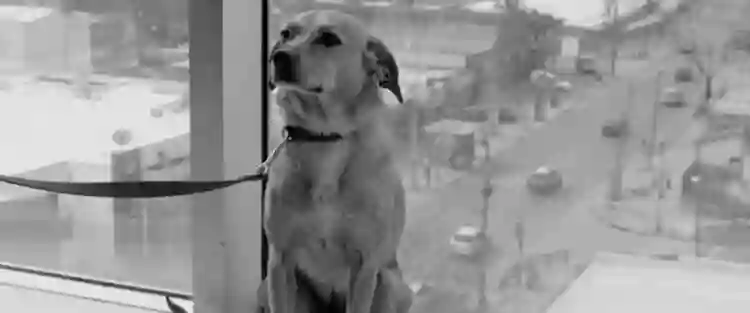 20211025 o cao que nao se cala papo de cinema 1 e1635180079870