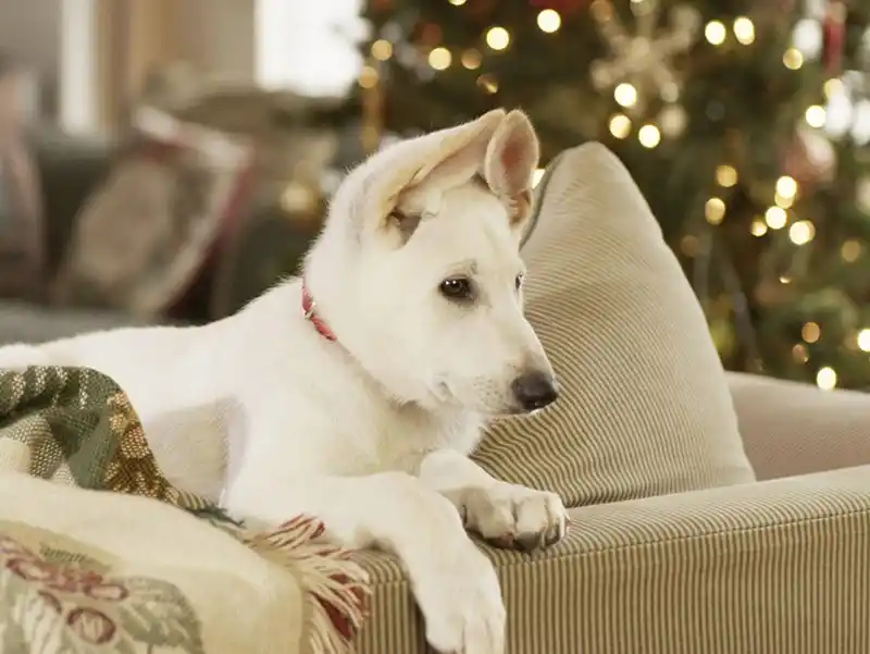 20220225 uma cachorrinha de natal papo de cinema 800