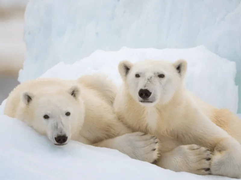 20220420 a ursa polar papo de cinema 800
