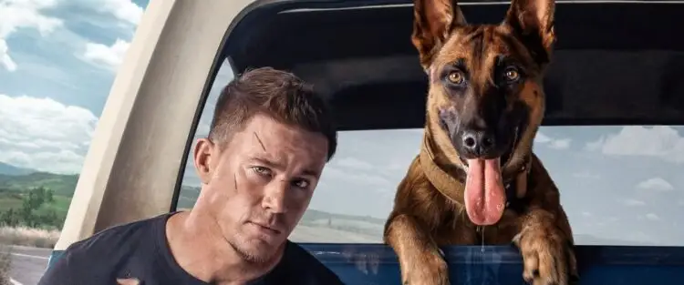 20220518 dog poster channing tatum papo de cinema
