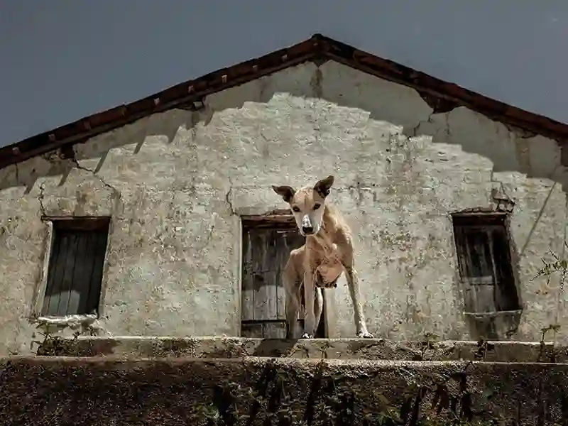 20221209 a fome de lazaro papo de cinema 800