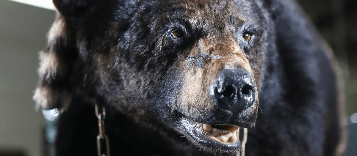 Conheça a história real por trás do filme 'O Urso do Pó Branco