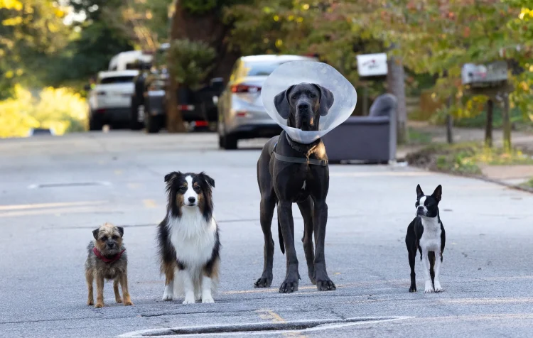 20230927 ruim pra cachorro filme papo de cinema