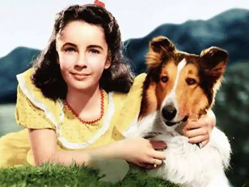 20231214 lassie a forca do coracao 1943 papo de cinema 800