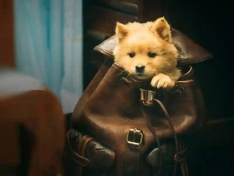 20240614 hachiko para sempre papo de cinema 800