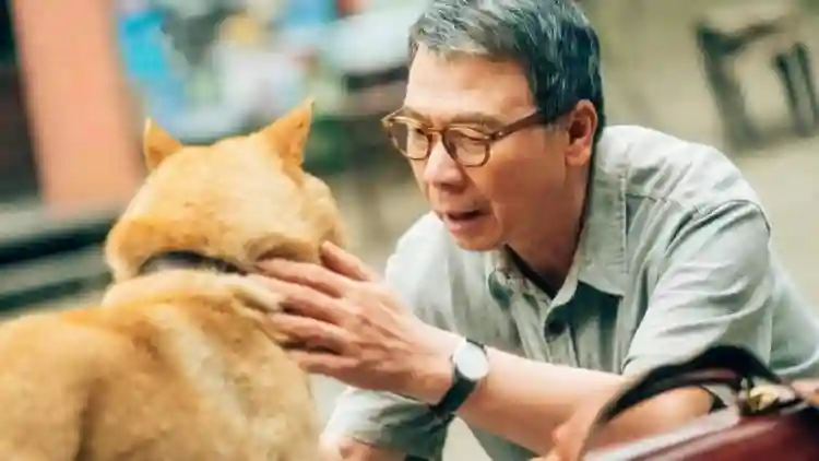 20240716 hachiko para sempre papo de cinema