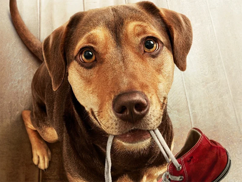 Sessão da Tarde :: Prepare os lenços! A Caminho de Casa, filme de hoje (17/10), mostra até onde vai o amor entre um cão e seu dono 5 20251017 a caminho de casa papo de cinema 800