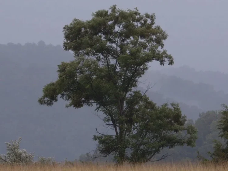 20251113 a prisao em doze paisagens papo de cinema 800