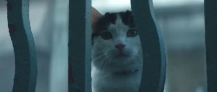 Animalia Fest 2026 :: Estão abertas as inscrições para a 1ª edição do festival dedicado à relação entre humanos e animais 2 Animalia Fest