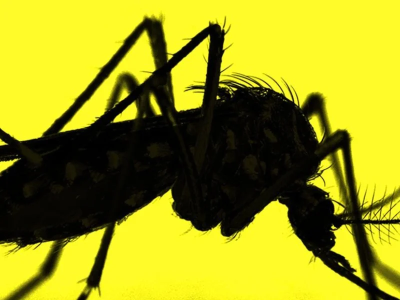 20251217 yellow cake 800