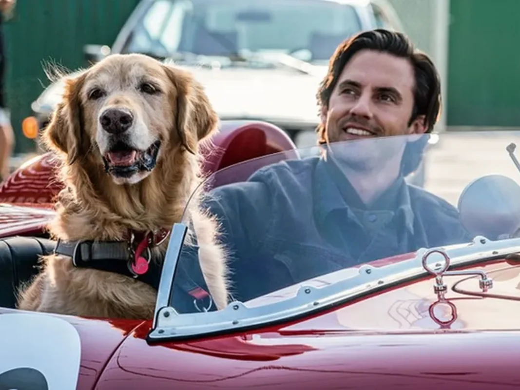 20260306 meu amigo enzo 800