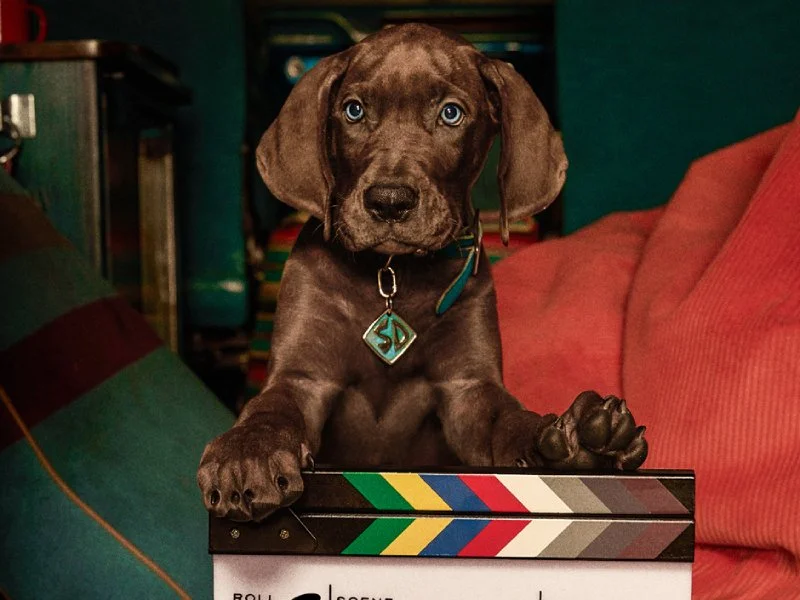 20260916 scooby doo a origem papo de cinema 800