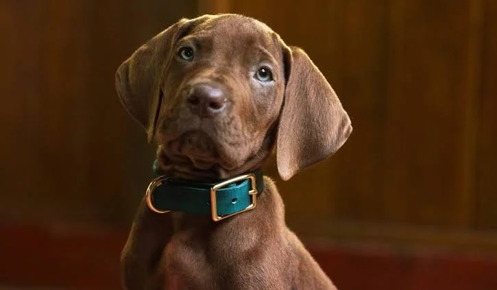 Scooby-Doo: A Origem :: Fim das gravações! O que já sabemos sobre a nova série live-action? 2 Scooby-Doo: A Origem